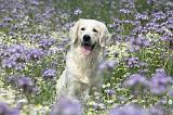 GOLDEN RETRIEVER 600